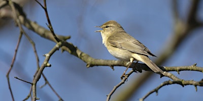 Imagem principal do evento Great Fen Dawn Chorus Guided Walk