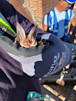 Imagem principal do evento Static hand held  netting of bats for Ecologists