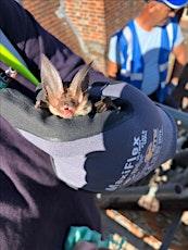Static hand held  netting of bats for Ecologists