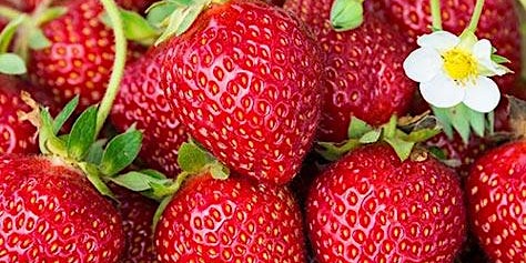 Primaire afbeelding van Mary Lincoln Strawberry Party