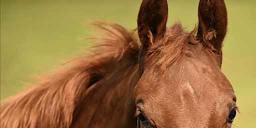 Hauptbild für Orientation to Horses 6 week course