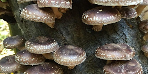 Primaire afbeelding van Mushroom Log Inoculation Workshop