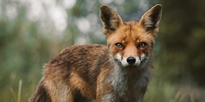 Primaire afbeelding van Photowalk Wildlifefotografie met Joren en Casper de Jager