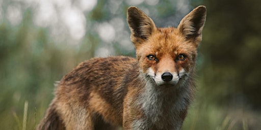 Imagem principal do evento Photowalk Wildlifefotografie met Joren en Casper de Jager