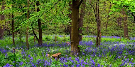 Redbridge Rainbow On the Move! Wanstead bluebell walk