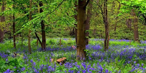 Imagem principal do evento Redbridge Rainbow On the Move! Wanstead bluebell walk