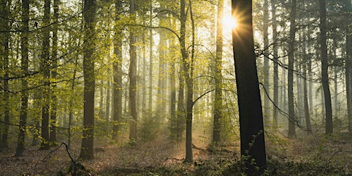 Hauptbild für Nature recovery workshop: Cinderford