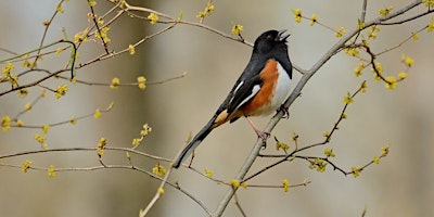 Primaire afbeelding van Signs of Spring Hike