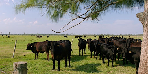 Hauptbild für Livestock Forages of Nassau County: Brown top Millet and Sunflower