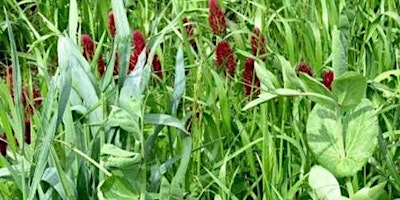 Primaire afbeelding van Cover Crops for the Home Gardeners