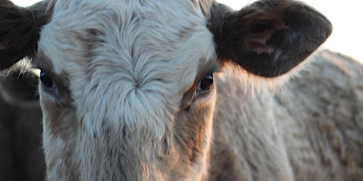 Primaire afbeelding van Bullitt County Cattlemen Present: Water Systems for Rotational Grazing