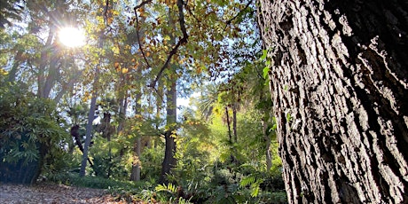 Imagem principal do evento Botany Brown Bag: Why Trees Go Nuts by Dr. Victoria L. Sork