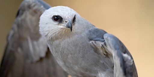 Funkytown Focus: Raptors Up Close! primary image