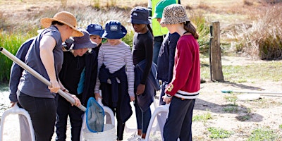 Teacher PD - exploring water bugs in your local creek primary image