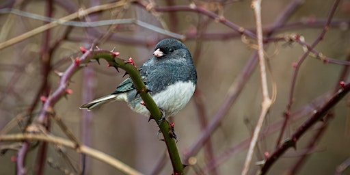 Introduction to Photography: Wildlife Edition