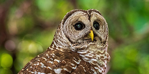 Hauptbild für Introduction to Photography: Wildlife Edition