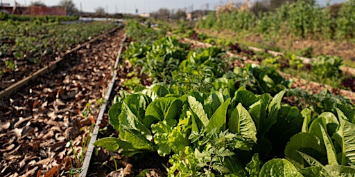 Imagem principal de Community Work Day: Fondren Farm