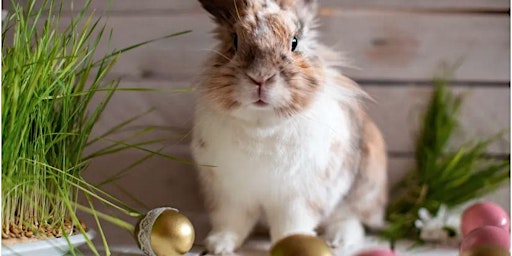 Maggiano's Denver Tech Center: Breakfast with the Easter Bunny primary image