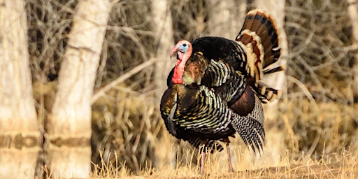 Bosque del Apache NWR 2024 Youth Turkey Hunt Lottery primary image