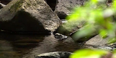 Immersing in Nature Through Forest Bathing primary image