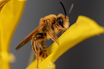 Imagen principal de Native Bees with Krystle Hickman