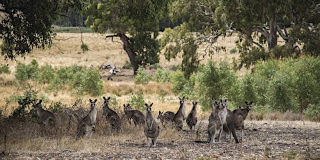 Plenty Gorge Park Walk - Yarrambat primary image