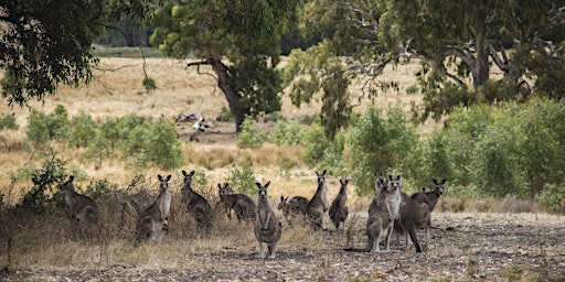 Plenty Gorge Park Walk - Yarrambat  primärbild