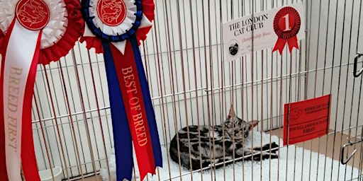 Primaire afbeelding van Essex Cat Show and London Cat Club Show