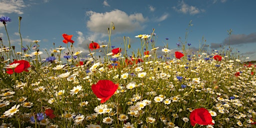 Wildflower walk at Heartwood Forest