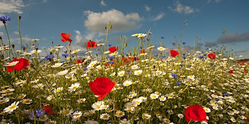 Imagem principal do evento Wildflower walk at Heartwood Forest