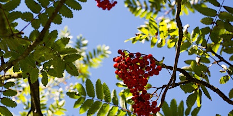 Arboretum walk at Heartwood Forest