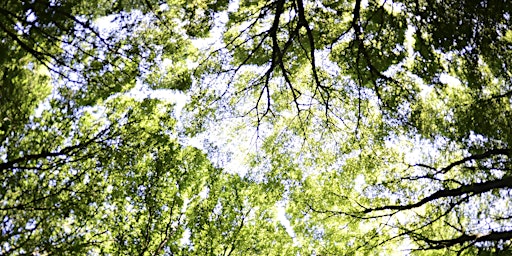 Primaire afbeelding van Heartwood Forest - past, present and future