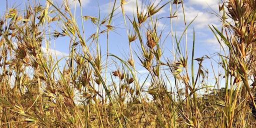 Imagem principal de City Nature Challenge 2024 guided bushwalk into Broadmeadows Valley Park