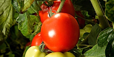 Primaire afbeelding van Diagnosis & Treatment of Tomato Diseases