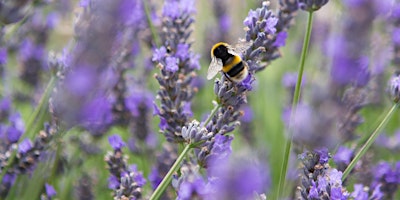 Yeo Valley Bee Safari with Jean Vernon primary image