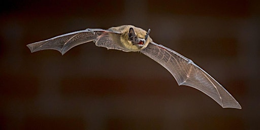 Image principale de CHAUVES-SOURIS LES REINES DE LA NUIT