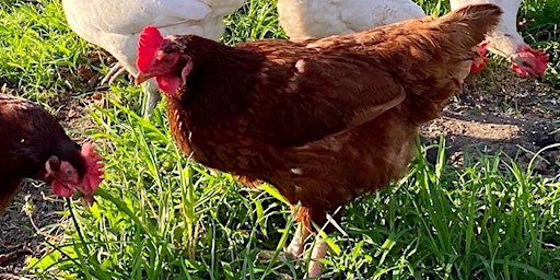 "Feathered Friends 101: Introduction to Backyard Poultry" primary image