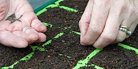 Learning to sow Herb Seeds Workshop primary image