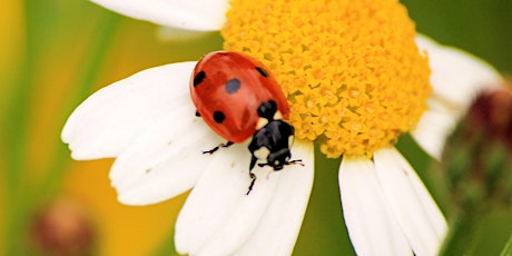 Family Workshop: Ladybirds of Britain