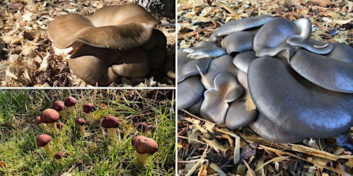 Hauptbild für Backyard Mushroom Gardening