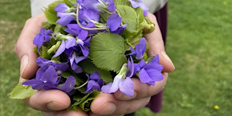 Foraging for Spring Wild Edibles