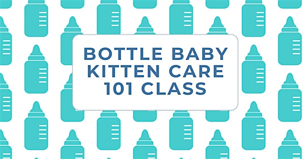 Bottle Baby Kitten Care 101