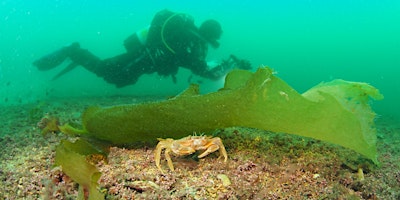 ReMEDIES dive Expedition Porthkerris  May 2024 primary image