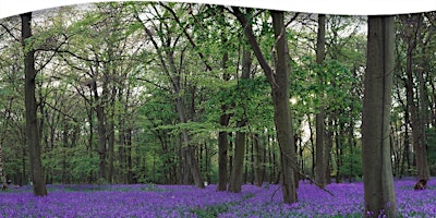 Primaire afbeelding van Forest Bathing Walk