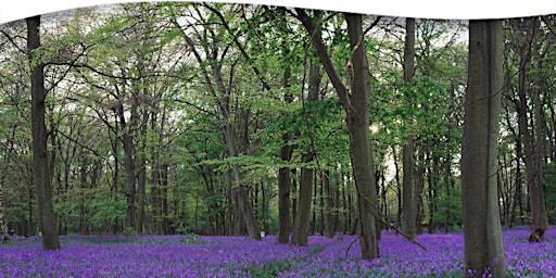 Hauptbild für Forest Bathing Walk