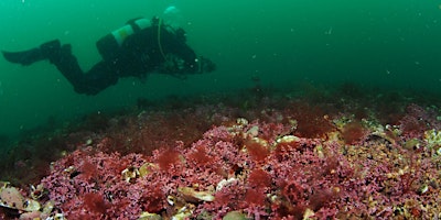 Imagem principal de ReMEDIES dive Expedition Porthkerris  June 2024