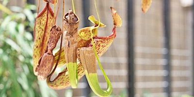 Imagen principal de Class: Tropical Pitcher Plants: Highland vs. Lowland