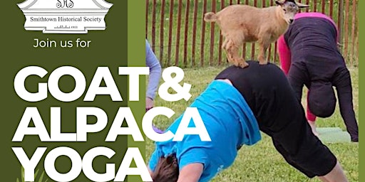 Goat Yoga 2024  primärbild