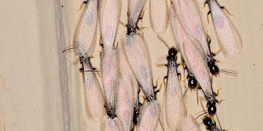 Termite Identification Workshop primary image