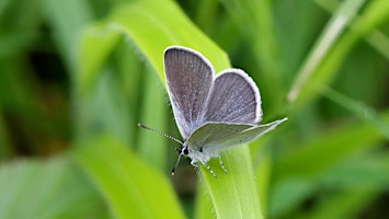 Spring butterfly walk at Heartwood Forest